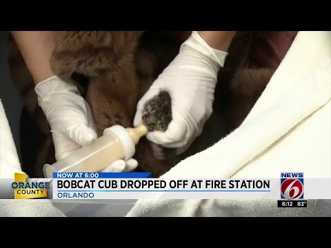 Video: Pet Scoop: Bayi Bobcat Diselamatkan dari Kebakaran, Cat Touts Konvensyen Nasional Demokratik