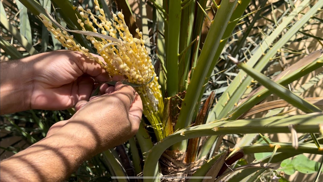 تنبيت النخل | شرح خطوة بخطوة