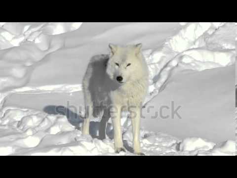 stock footage arctic wolf with scars standing and looking at the camera ...
