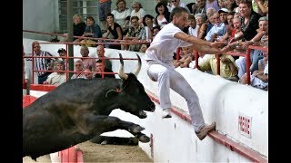 French Bullfighting  Without blood. Without blood. The bull always returns alive to the field.