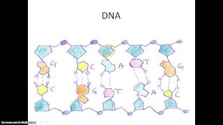 hur ser dna ut hur ser dna ut