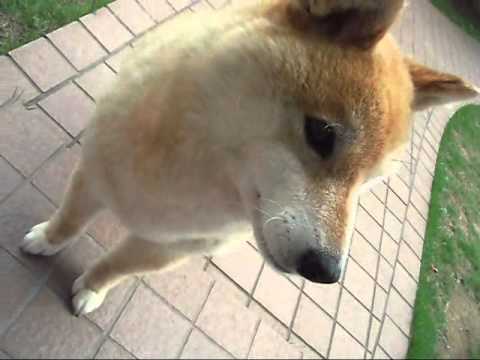 わんこさん Youtube わんこさん Youtube
