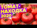 СУПЕРУРОЖАЙНЫЙ ТОМАТ 2020. ЛУЧШЕ ЧЕМ ГИБРИД!