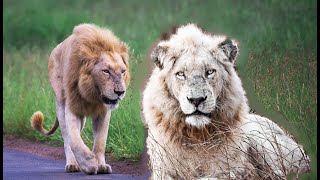 Casper, The White Male Lion! One of the rarest male Lions in the wild! Kruger National Park!#lion