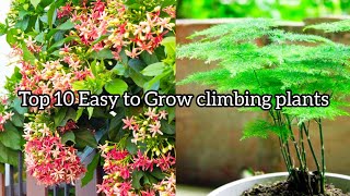 Top 10 Easy to grow climbing plants #vine#creeper