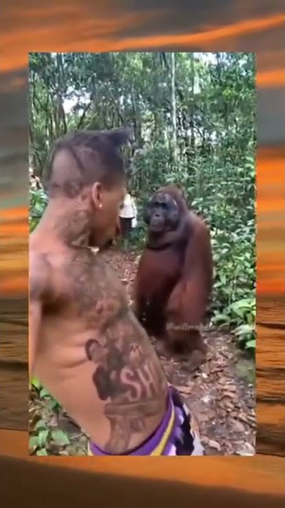Meme orang utan😂