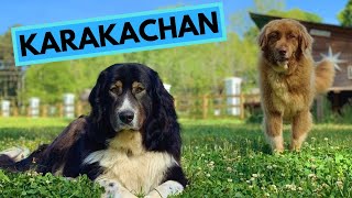 Karakachan Dog Breed  TOP 10 Interesting Facts