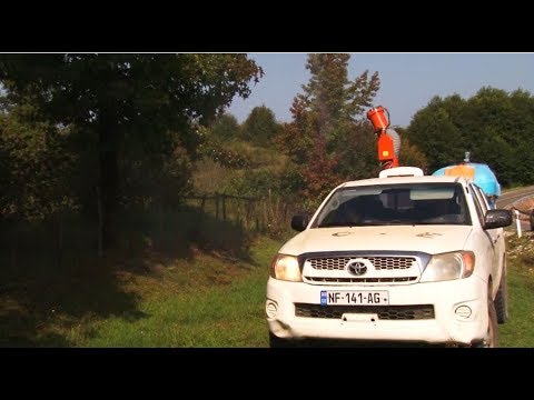 სამეგრელოში აზიური ფაროსანას საწინააღმდეგო ღონისძიებები გრძელდება