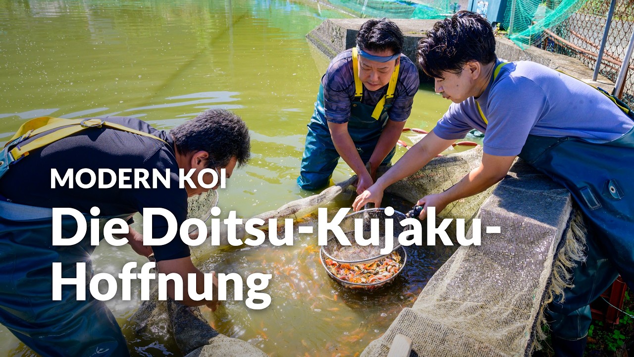 Konishi Live: Das erste Abfischen und Selektieren der neuen Kujaku-Blutlinie | Modern Koi Blog #8409