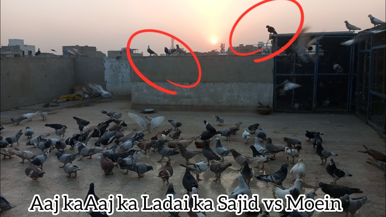 Aaj ka ladaiya Sajid vs moein ✌🕊🕊