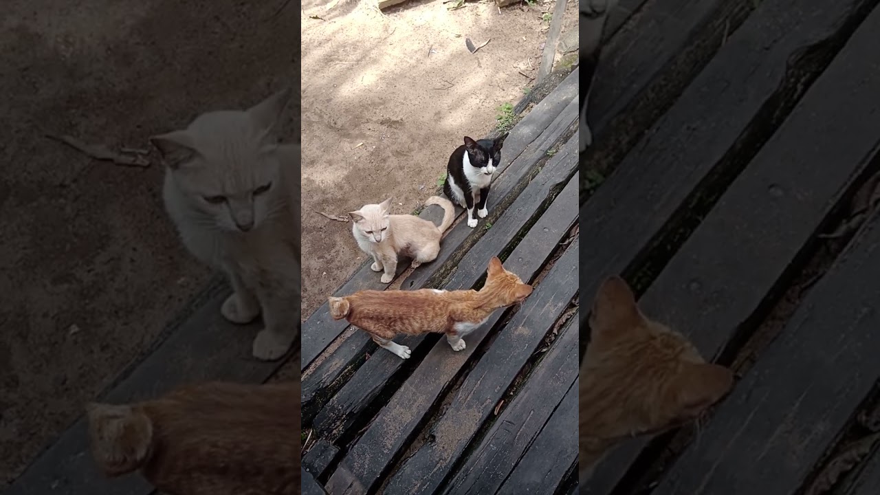 Kucing Kampung Lucu 