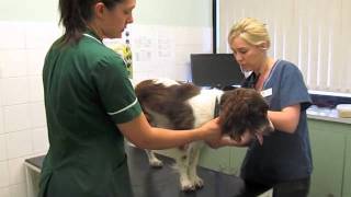 what-your-vet-is-checking-during-health-examination-of-your-dog-vetsure