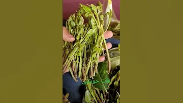 طريقة زراعة القات 