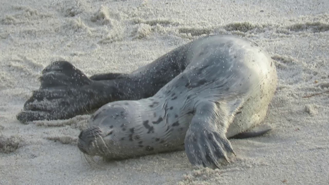 I M A Big Seal Now Youtube