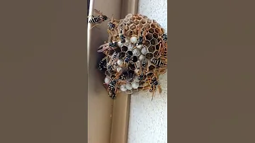 Bees Producing Honey Everywhere Shorts Mychannelcadungog 
