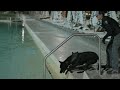 Ride With Me K9