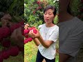 So big and so fresh litchi fruit  amazingchina fruit lychee