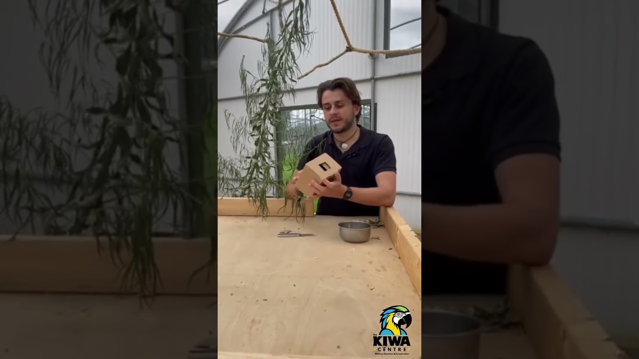 Easy DIY Parrot Toy Anyone Can Make