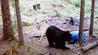Bow Hunting Newfoundland Black Bears  Episode #51