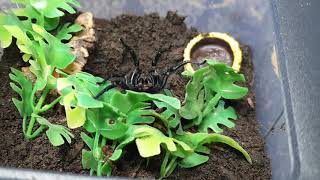FUNNEL WEB SPIDERS rehouse