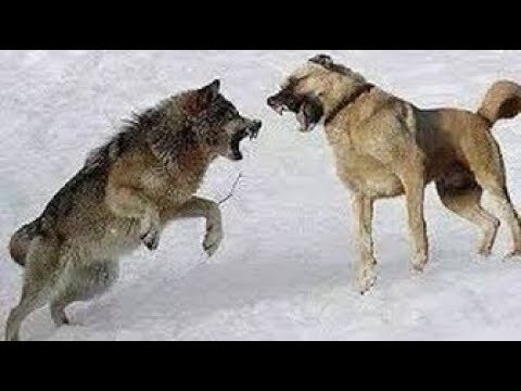 Lone Wolf vs Kangal dogs - Wolf kills a 