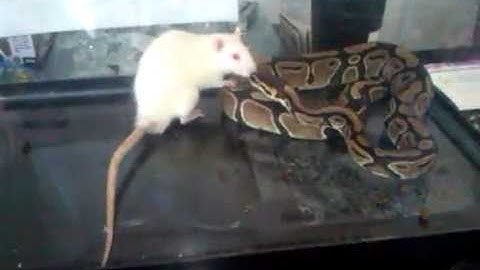 ball python "Stealth" feeding on large rat.