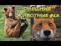 Смешные КОТЫ, СОБАКИ, ЕНОТЫ, ПОПУГАИ #13 / Ржачные животные 2020.