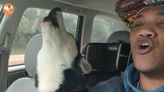 The Husky No One Expected: How Moon Became the Heart of This Family