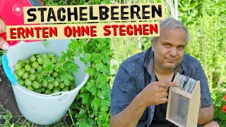 Stachelbeeren Ernten Ohne Stechen - So Kannst Du Schnell Und Einfach Viele Stachelbeeren Ernten