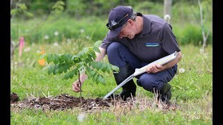 Butternut Seed Orchard Butternut Tree Cuttings Identification And Tree