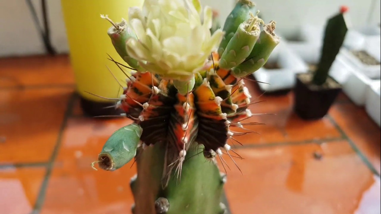 Hướng dẫn thụ phấn hoa xương rồng 100 đậu trái How to Pollinate