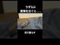 愛情かけてウズラを育てるとこうなる...! #ウズラ #うずらの卵 #shorts