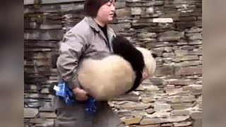 Keepers and Panda Babies