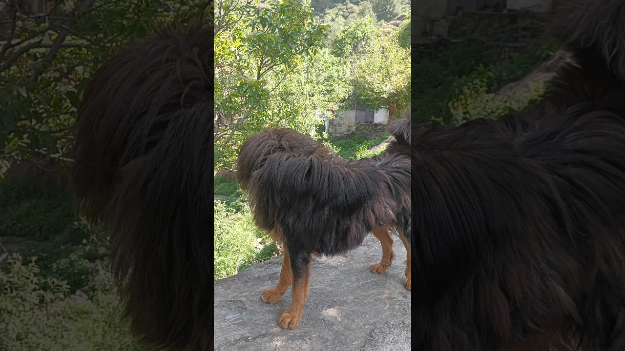 Himalayaliys Bhotiya Dog, भोटिया कुत्ता ||The Himalayan Sheepdog. 