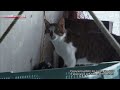 Kyoto: Happy Reunions - A Cat's-Eye View of Japan