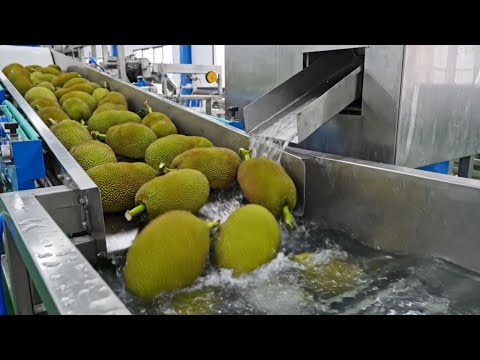 How To Dehydrate Jackfruit