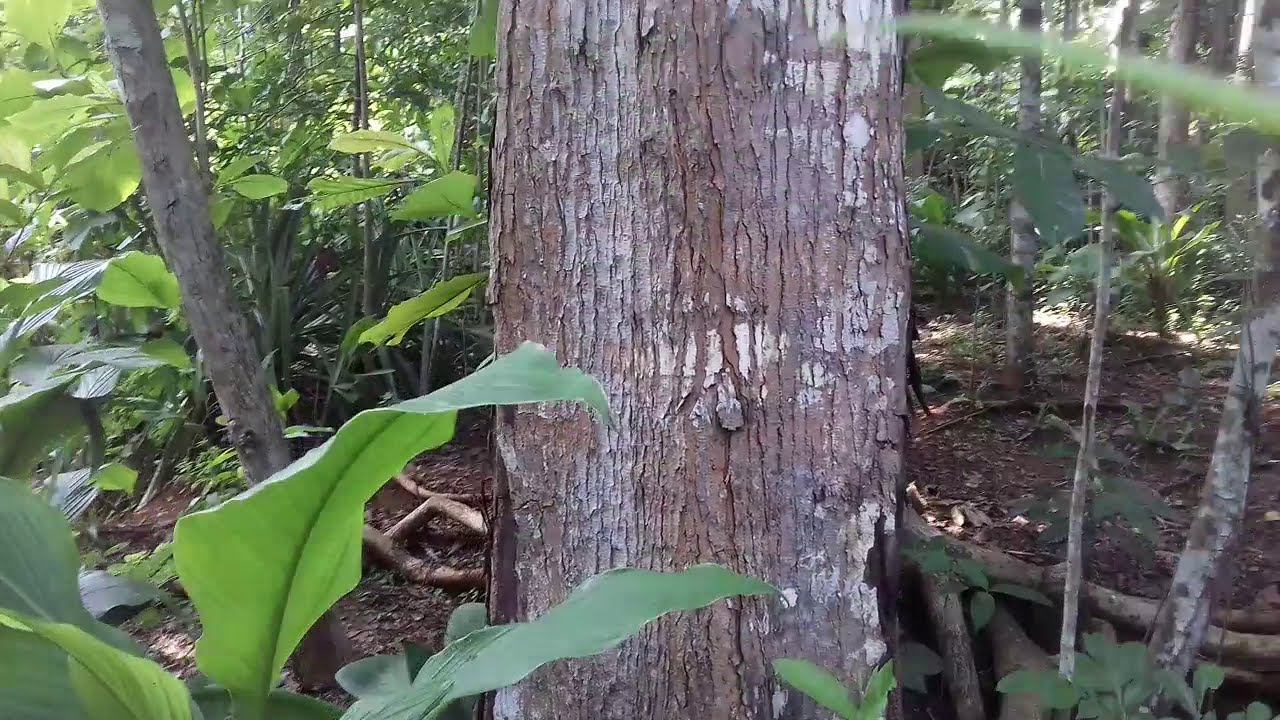 Edukasi kubikasi mahoni