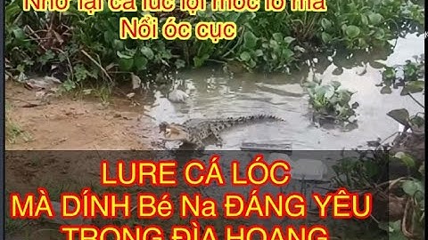 CÂU LURE CÁ LÓC DÍNH Bé na CÁ SẤU Ở ĐÌA HOANG| NHỚ CÁI THỜI LỘI MÓC LỖ NỔI GAI ÓC