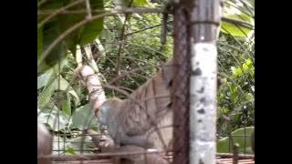 Pikat merbok kampong