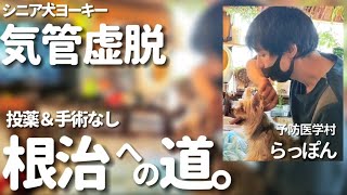 【気管虚脱】根治への道。初回から奇跡の連続です