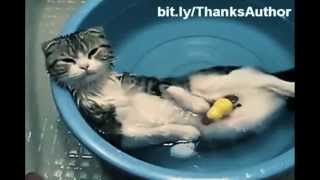 Cats in Water