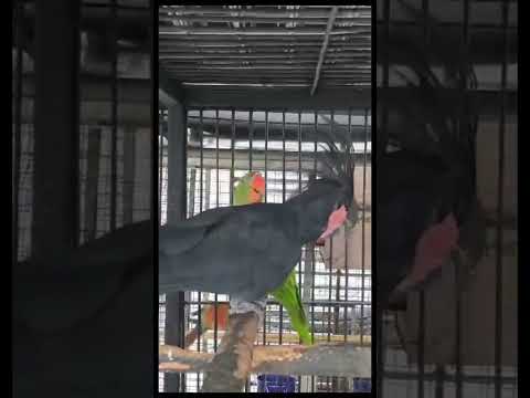 Great Billed Parrot / Palm Cockatoo…