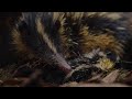 view Baby Tenrecs Feast on a Buffet of Worms After a Storm digital asset number 1