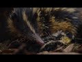 Tenrec Family Behavior and Habitat