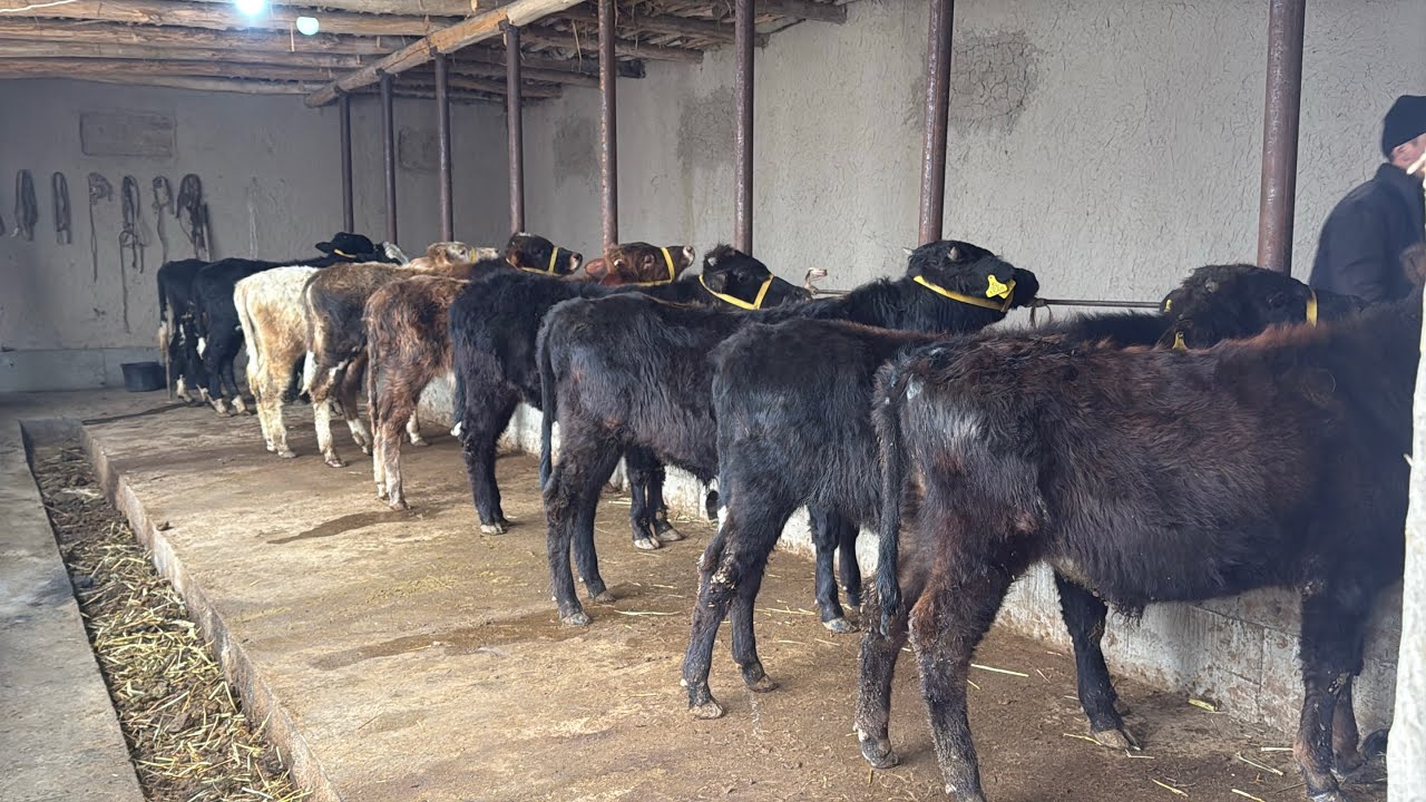 💯YAXSHI KUNDA YAXSHI INSONLQR BILAN BIRGA 💥