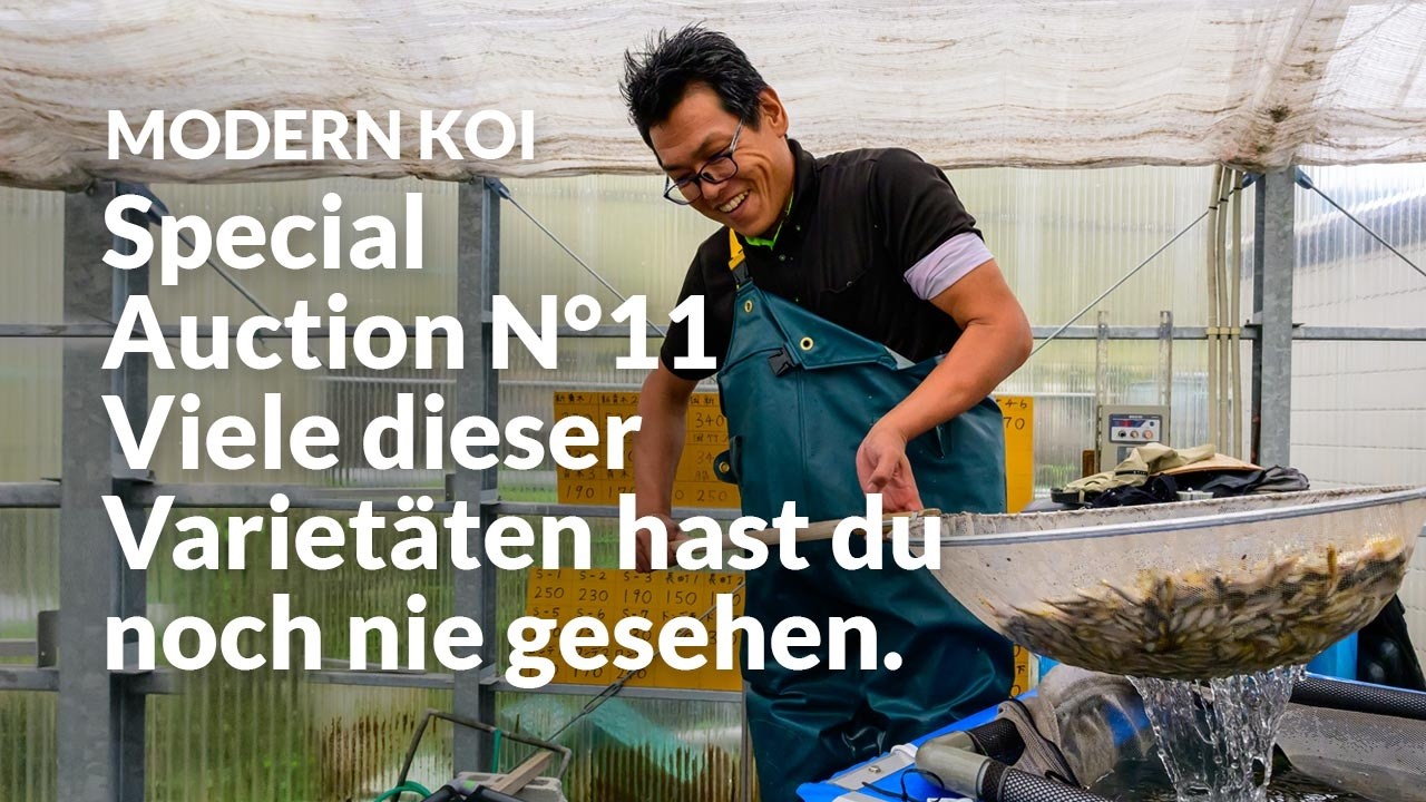 Alle Koi der Special Auction No. 11 im Detail erklärt | Konishi Koi News