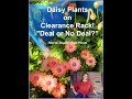 Daisy Plants on Clearance Rack! How to Inspect Plants Before Buying Them! Shirley Bovshow