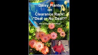 Daisy Plants on Clearance Rack! How to Inspect Plants Before Buying Them! Shirley Bovshow by Eden Maker by Shirley Bovshow 504 views 2 years ago 3 minutes, 36 seconds