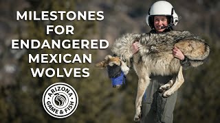 A Year of Milestones for Endangered Mexican Wolves