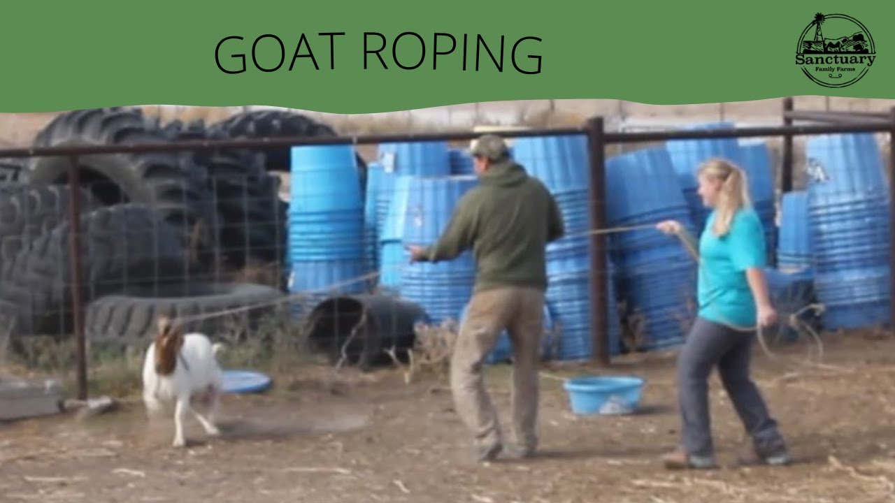 Goat Roping - YouTube